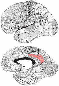 ILLUSTRATION : Partie postérieure dorsale du gyrus cingulaire (Source : RVD Psychologque)