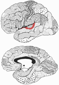 ILLUSTRATION : Partie postérieure du gyrus temporal transverse (Source : Les Aires de Brodmann)