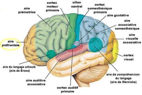 Images du cerveau : Morphologie du cerveau et aires de Brodman
