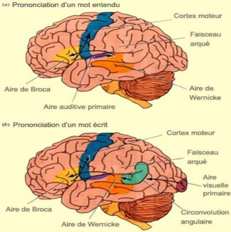 Image du cerveau : Aires de Brodman et analyse fonctionnelle du cerveau