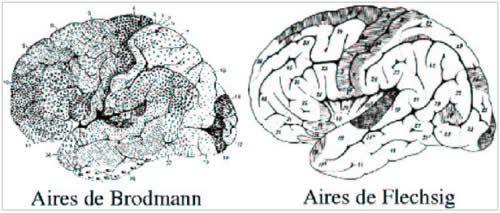 Aires de Brodman et aires de Flechsig du cerveau