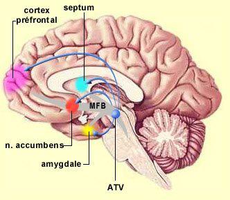 Cerveau : structure du circuit des récompenses