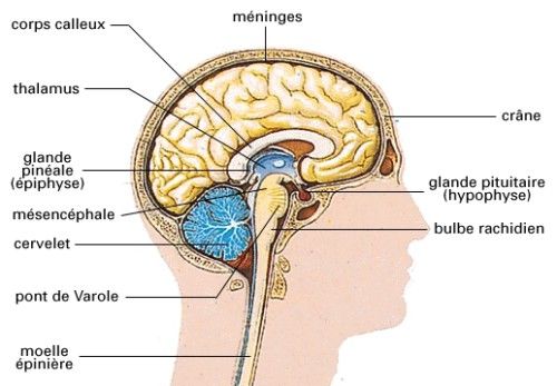 Neuroanatomie : Anatomie du Système nerveux central