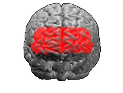 Aire de Brodmann 10 - cortex préfrontal antérieur