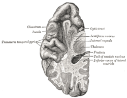 Aire de Brodmann 15 - cortex temporal antérieur