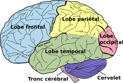Lobes du cerveau