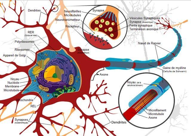 La plasticité neuronale ou plasticité cérébrale : Schéma d'un neurone