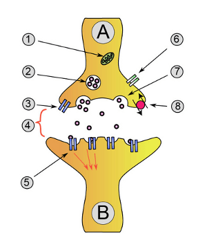 Synapse : zone de contact fonctionnelle et neurotransmetteurs