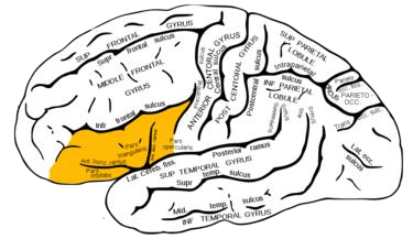 Gyrus frontal inférieur