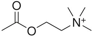 Neurotransnetteurs - Acétylcholine