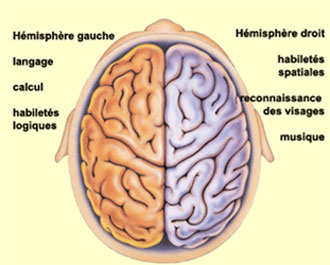Hémisphère droit et hémisphère gauche du cerveau