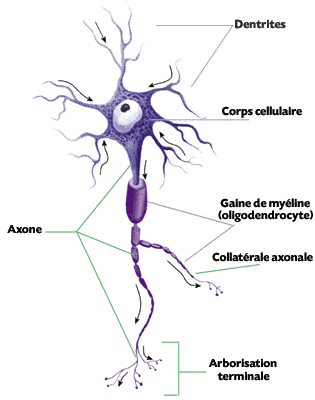 La plasticité neuronale, ou Plasticité cérébrale : Dessin d'un neurone