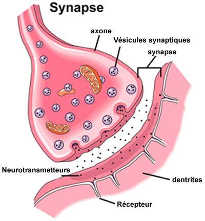 dessin d'une synapse et des connexions synaptiques