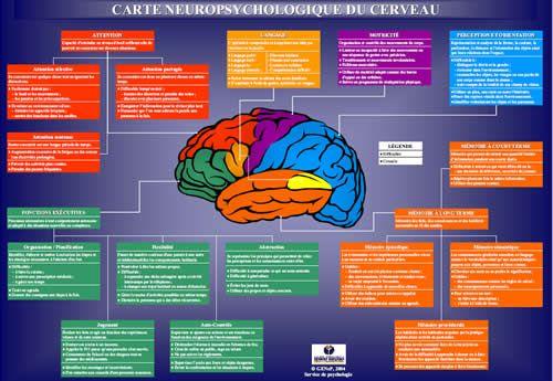 Carte neuropsychologique du cerveau