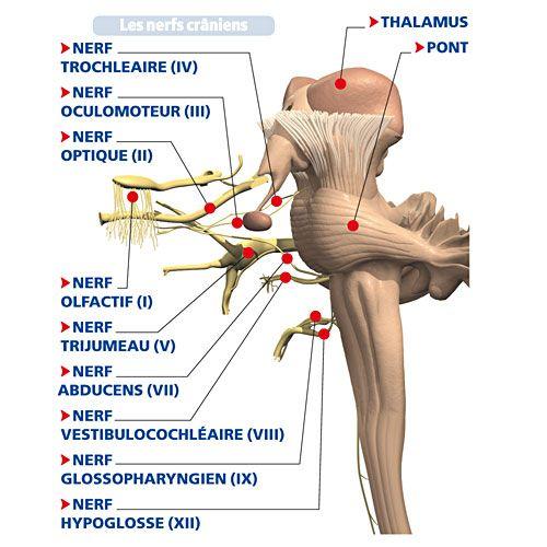 Neuroanatomie : Anatomie des nerfs craniens