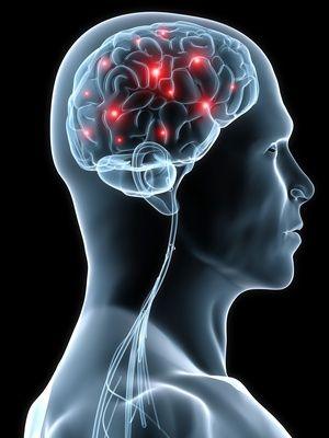 Neurosciences, étude du cerveau