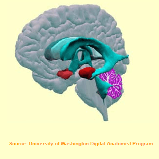 Amygdale et cerveau